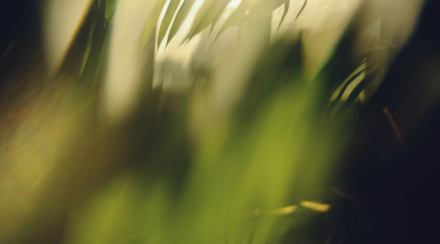 Stress Resilience, Calm Focus & Mental Clarity: Supporting the Brain Without Stimulation