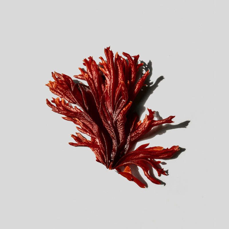 Red seaweed