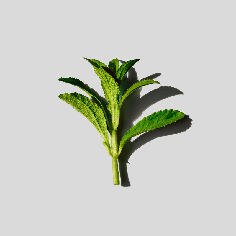 Green leafy herb on a light gray background