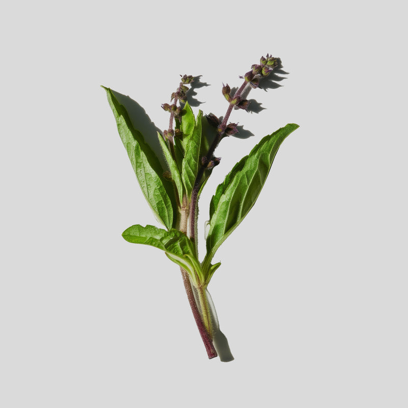 Bouquet of green leaves on a light gray background
